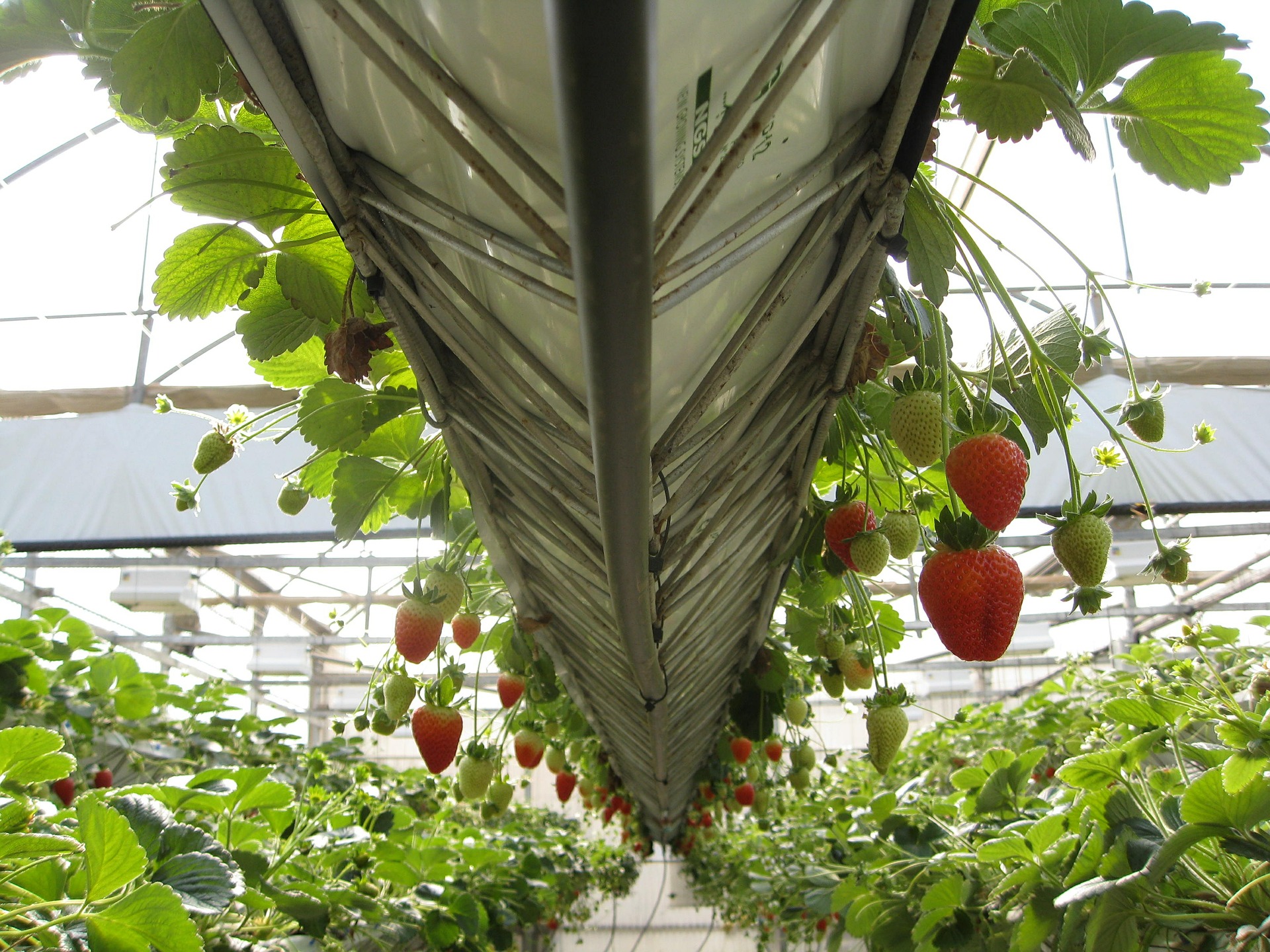 Greenhouse Strawberries